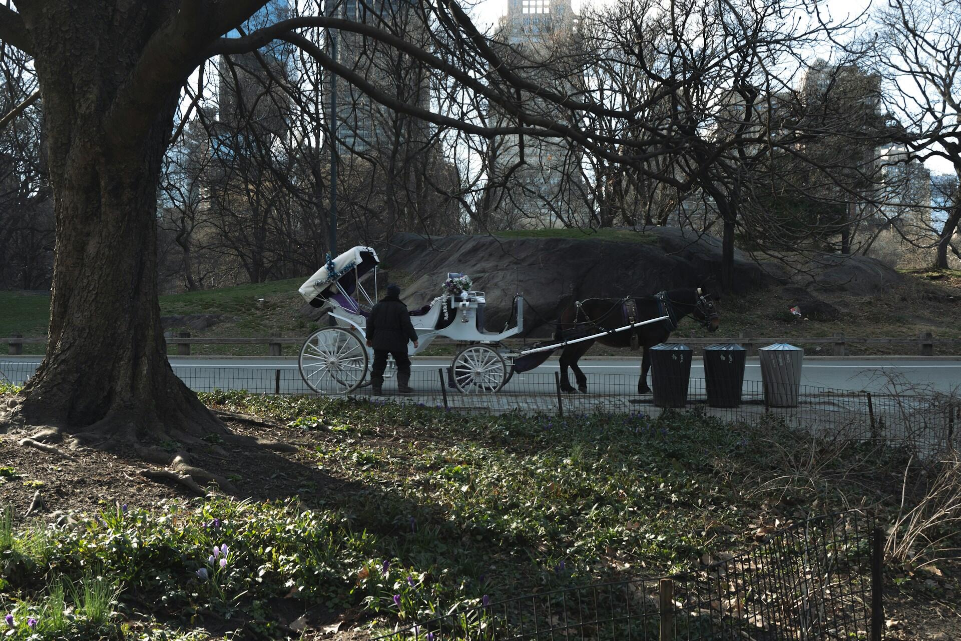 Central Park Horse Carriage Death Renews Calls for NYC Ban