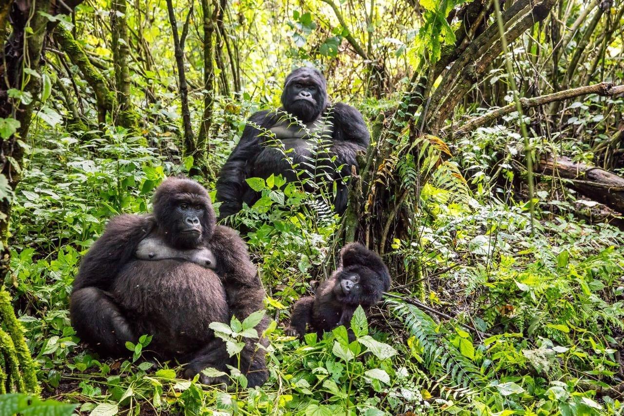 Gorilla Trekking in the DRC: What Travelers Need to Know