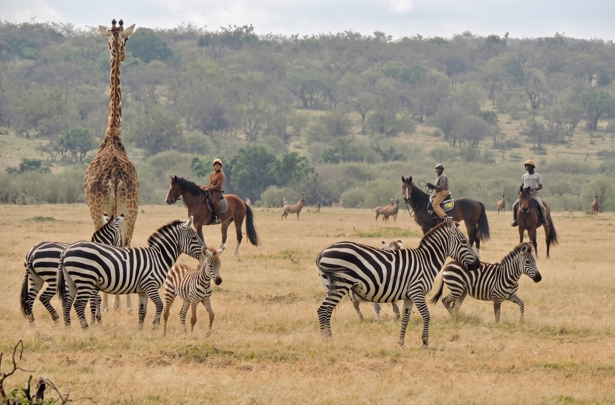 Kenya Grew Up While I Was Away: A Return After Decades