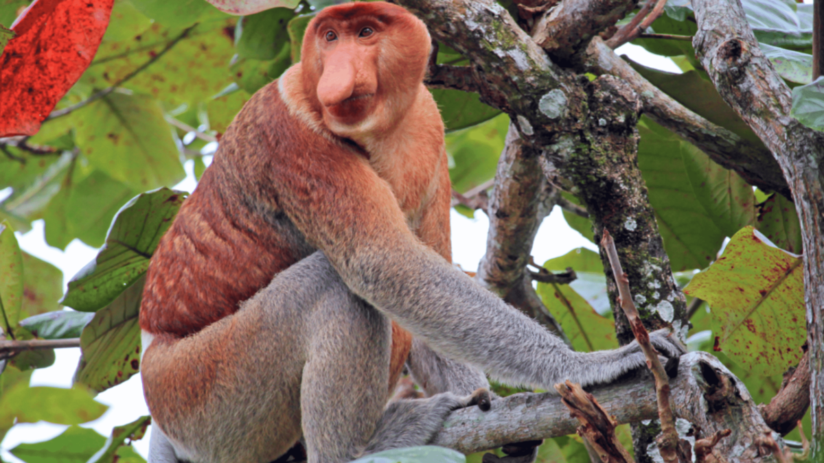 Kota Kinabalu Day Trip: Islands, Rivers, and Wildlife in Sabah
